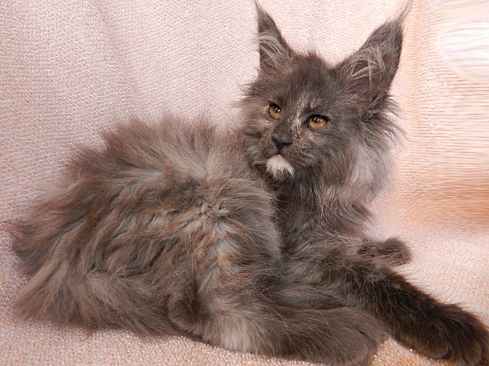 Starbushway.de Maine Coon Zucht